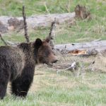 Yellowstone Grizzly