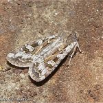 army cutworm moths