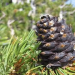 pine cone