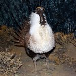 A Treasure from Our West: Greater sage-grouse. DRA.304.7
