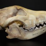 Gray wolf skull