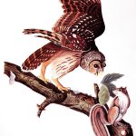 This engraving from "The Birds of America" features a squirrel in the composition with the owl. Audubon would later use the squirrel in his publication of "The Vitiparous Quadrupeds of North America." John James Audubon (1785 – 1851), artist; Robert Haveil, engraver, "Barred Owl." Bequest of Robert D. Coe. 48.85