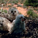 Great horned owl chicks waiting to be fed
