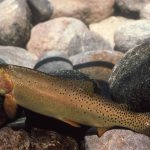 Yellowstone cutthroat trout. NPS photo.