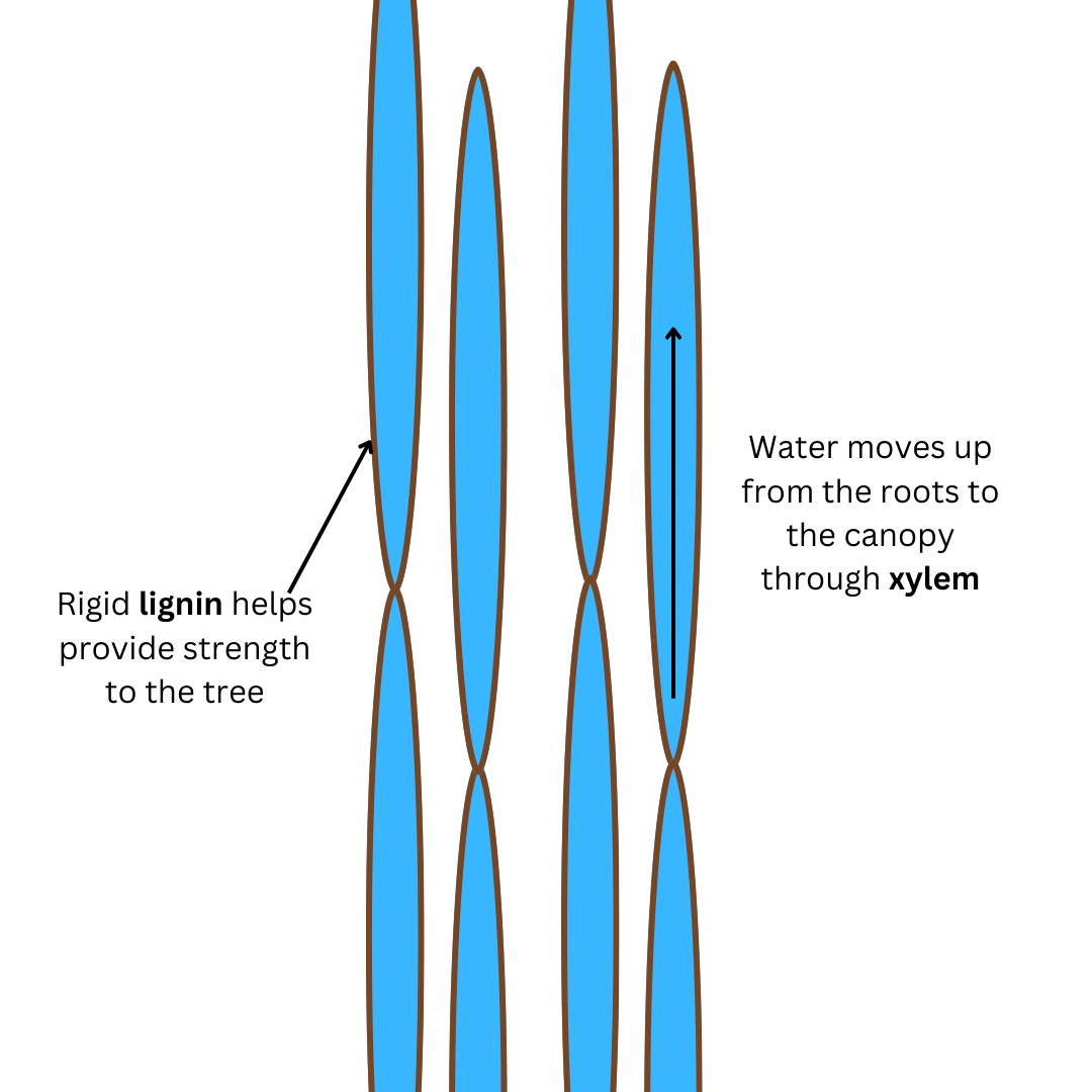 Xylem-Mvmt-1 - Buffalo Bill Center of the West