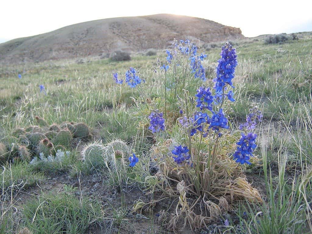 Larkspur is in full bloom in the Bighorn Basin. photo by J. McDonald