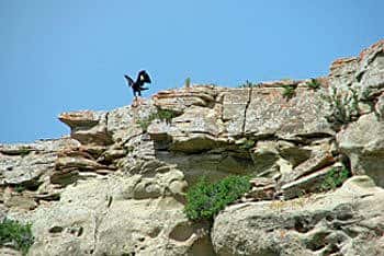 Fledging flapping its wings on a rock ledge near the nest.