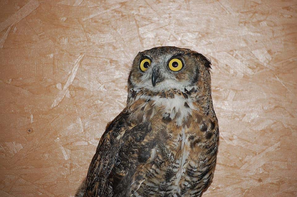 Great horned owl Teasdale shortly after arriving at his new home with the Draper Museum Raptor Experience.