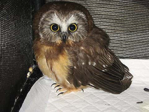 That's an actual picture of an owl at the Center of the West. She's just a fledgeling!