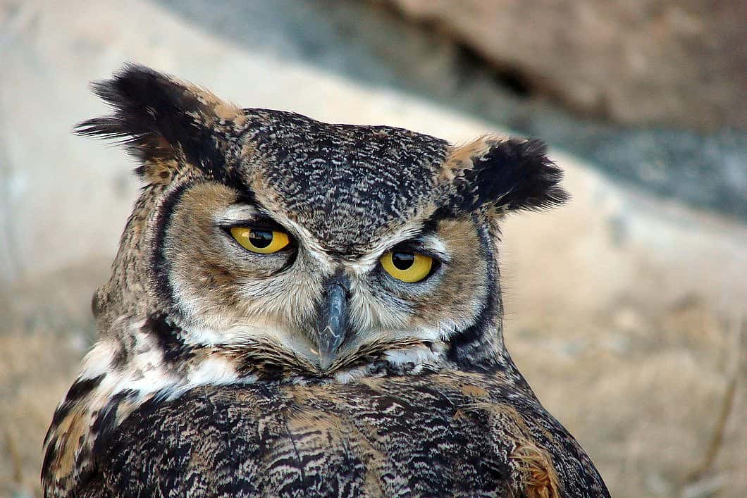 Teasdale the owl posing for the camera at the Draper Museum's Greater Yellowstone Raptor Experience.