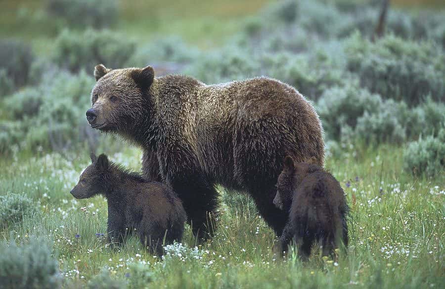 'Yellowstone grizzly bears' by Florian Schultz