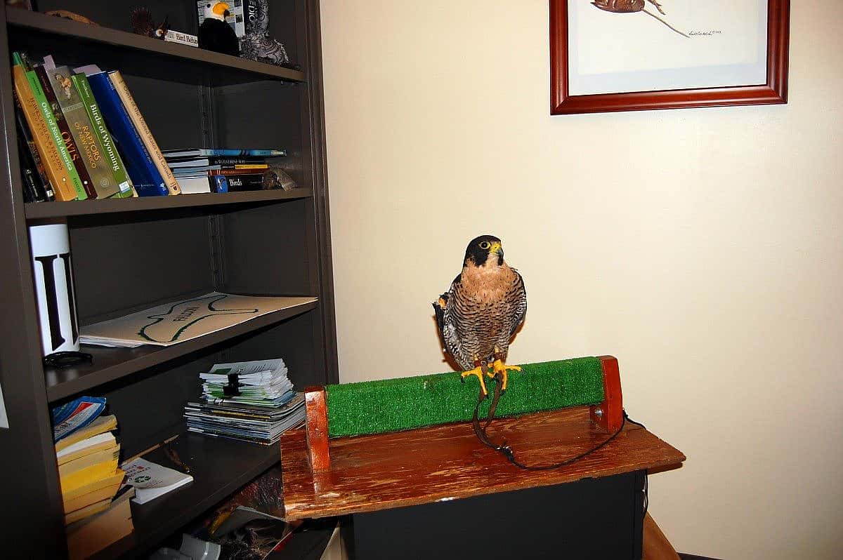 Haya hanging out in one of the offices at the Center of the West.