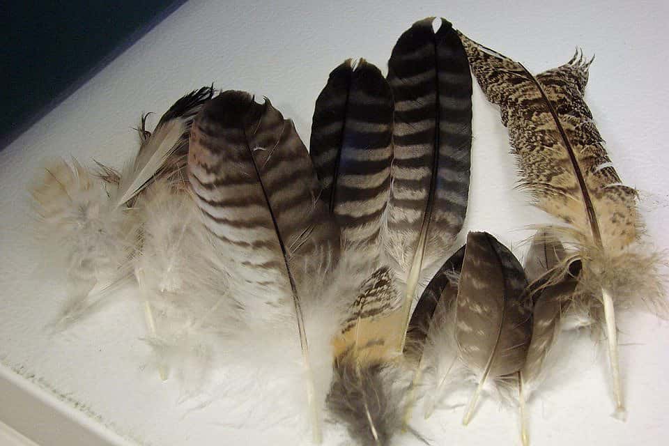 Feathers collected that will be sent off to the US Fish and Wildlife Service from the Buffalo Bill Center of the West.