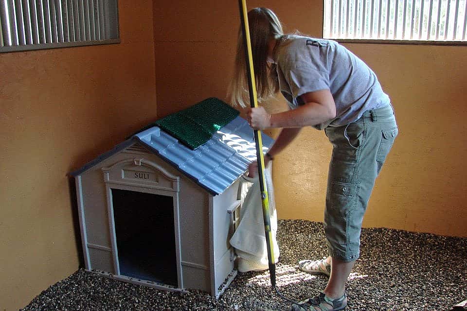Melissa drying Suli’s house at the Greater Yellowstone Raptor Experience