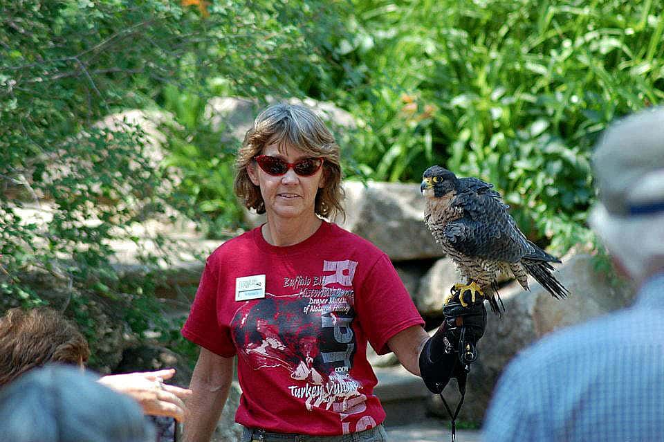 Hayabusa rousing (shaking out her feathers) on Rose’s glove during a summer program at the Buffalo Bill Center of the West