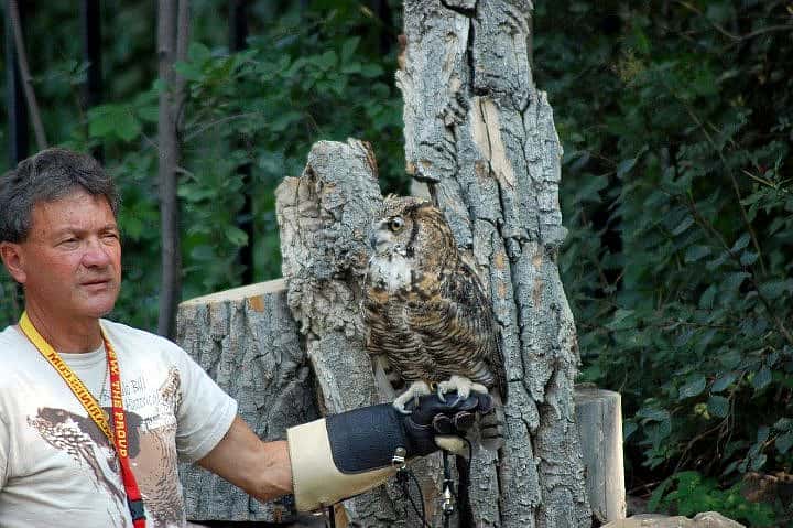 Volunteer Richard demonstrating how well camouflaged Teasdale is when perched in a tree at the Buffalo Bill Center of the West