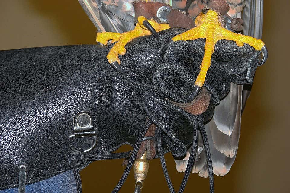 Hayabusa, our peregrine falcon, standing on Melissa’s glove.