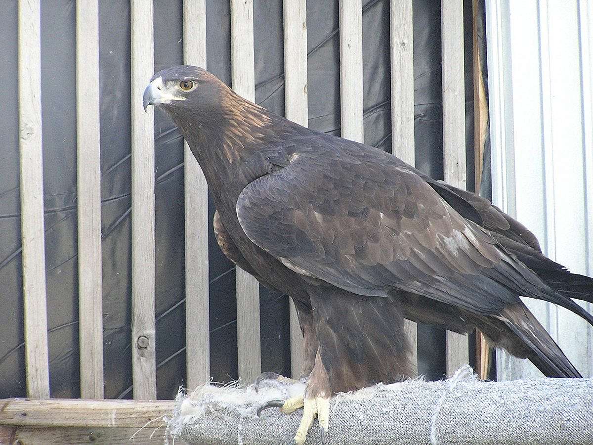 Our newest Avian Ambassador! This photo was taken while she was at the rehab center