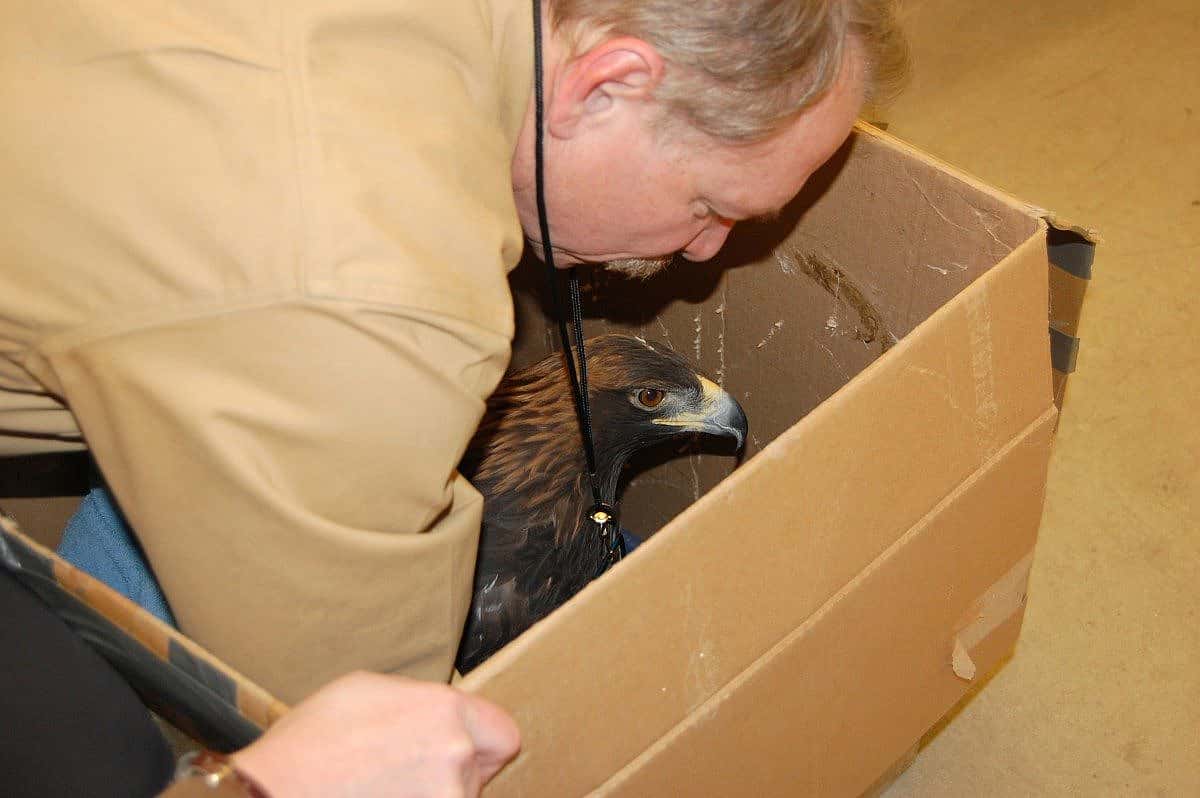 Dr. Preston picking up the golden eagle.