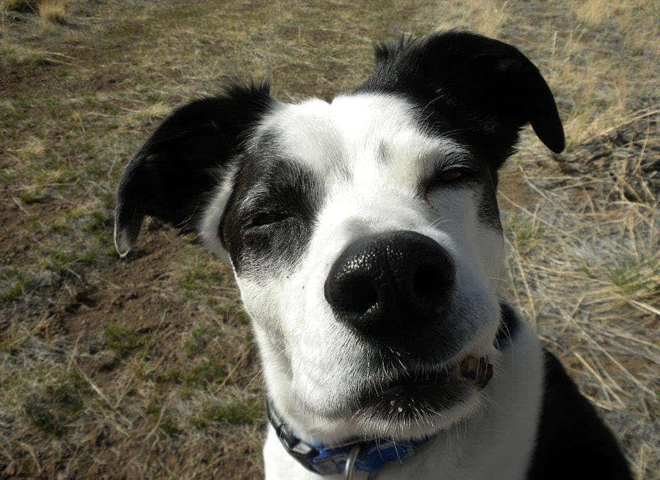 This is my dog, Tucker. He is always excited to go visit Grandma in South Dakota.