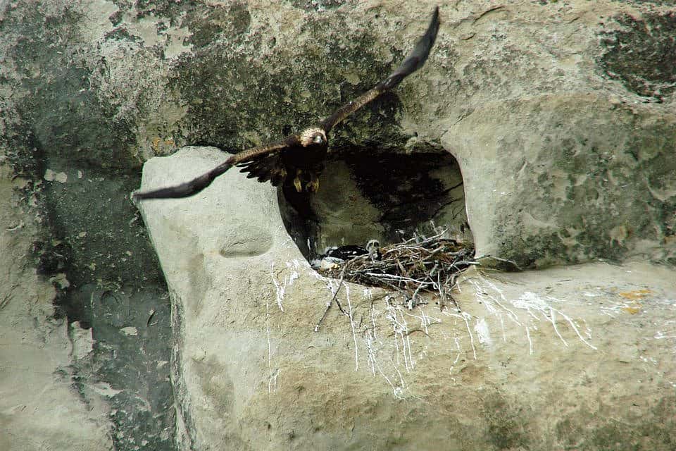 I took this photo one year during my nest observations. Notice the chick lying in the nest behind the parent.