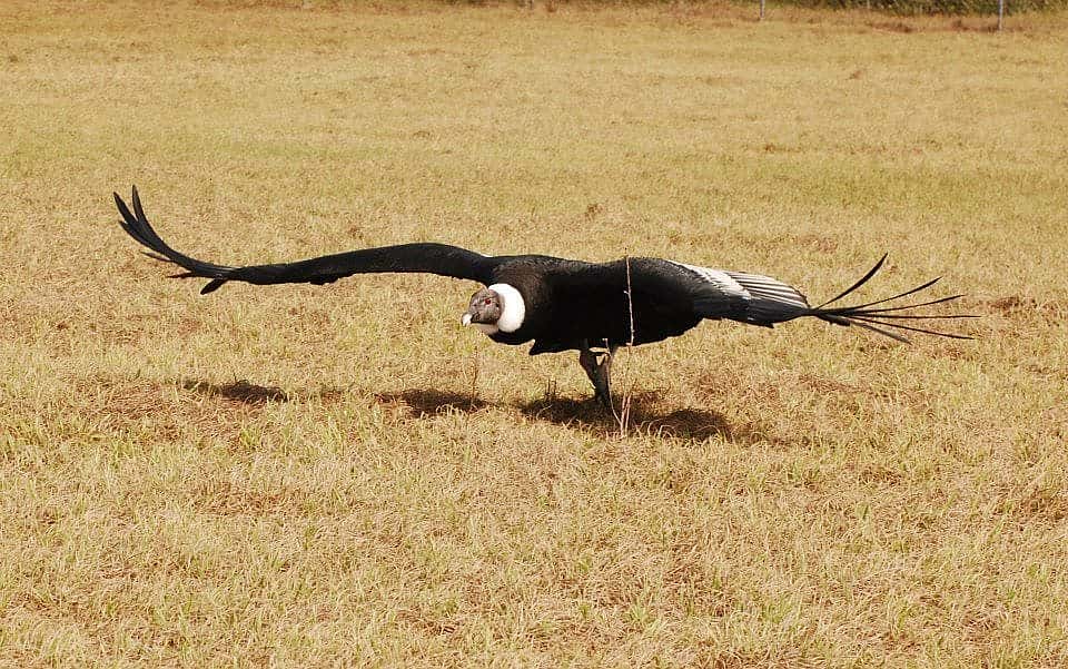 These birds are so large (weighing over 30 pounds for a large male) that they often glide very close to the ground.