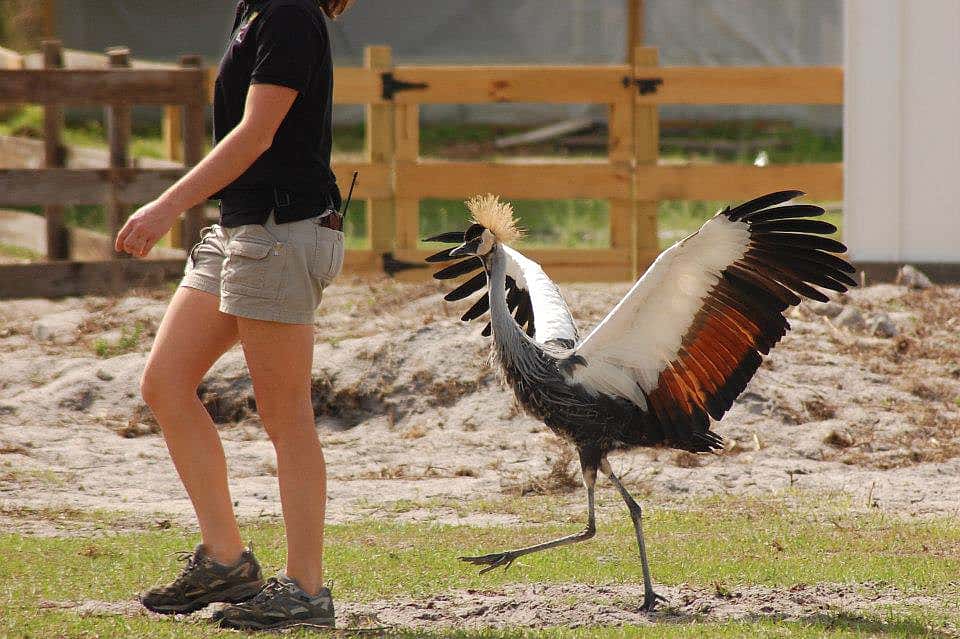 Crowned crane on a walk.