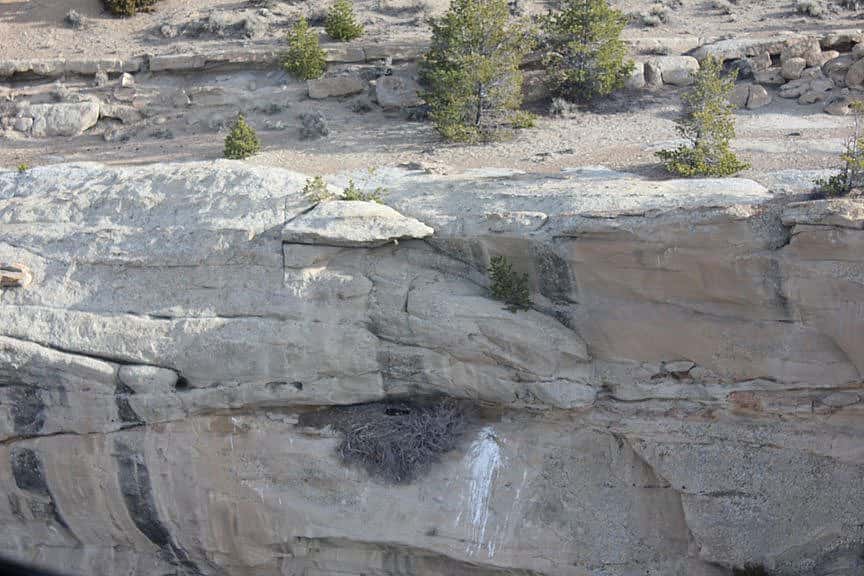 An active aerie, with an incubating golden eagle!