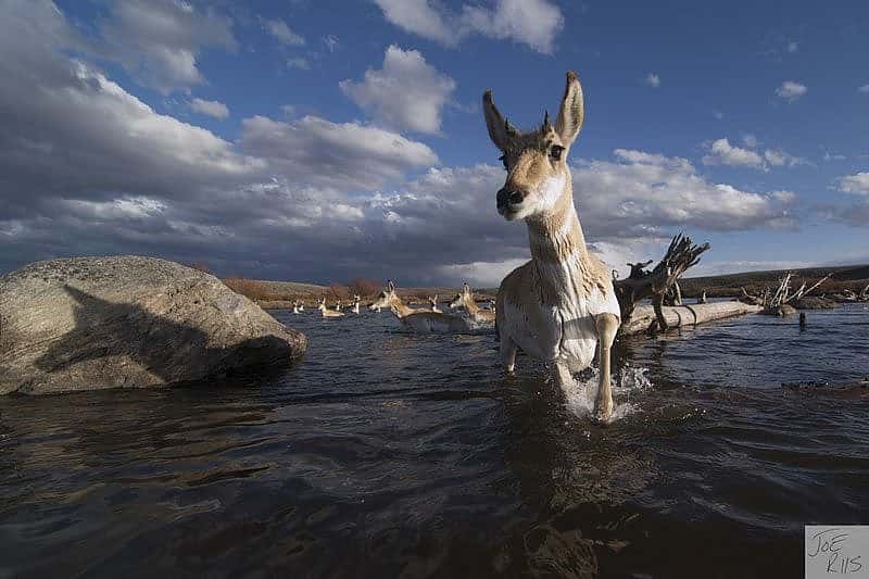 Pronghorn crossing a river. Image by Joe Riis from 'Pronghorn Passage'