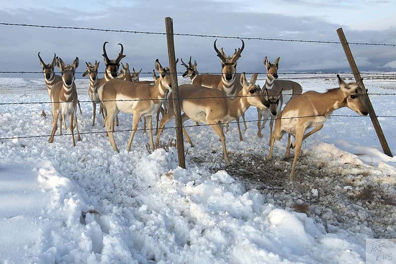 Pronghorn negotiating a barbed wire fence. Image by Joe Riis from 'Pronghorn Passage'