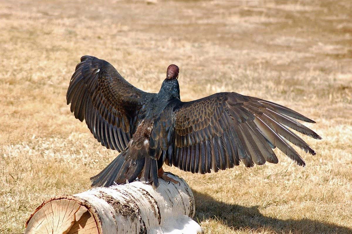 My favorite facts about Turkey Vultures - Center of the West, image size:1200x798