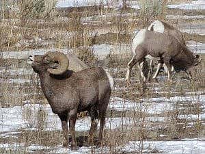 Yellowstone wildlife in the winter - A bighorn ram showing he's tough out the window of my car.