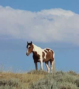 Lone horse