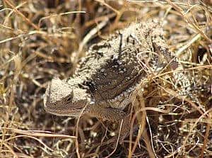 An unexpected critter watched the horses too: a horned toad
