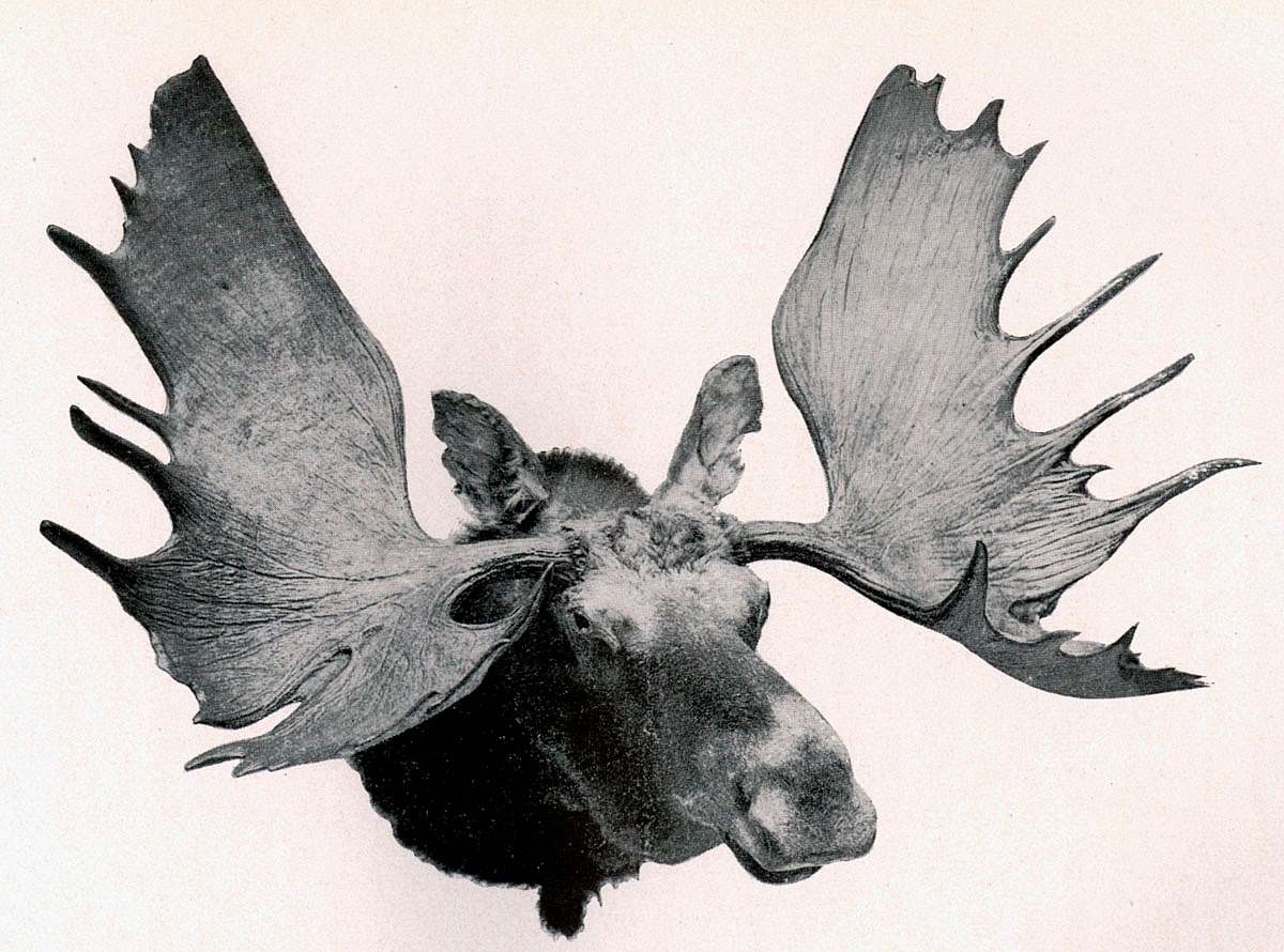 First Moose Moose by Alexander Phimister Proctor (Bull Moose)