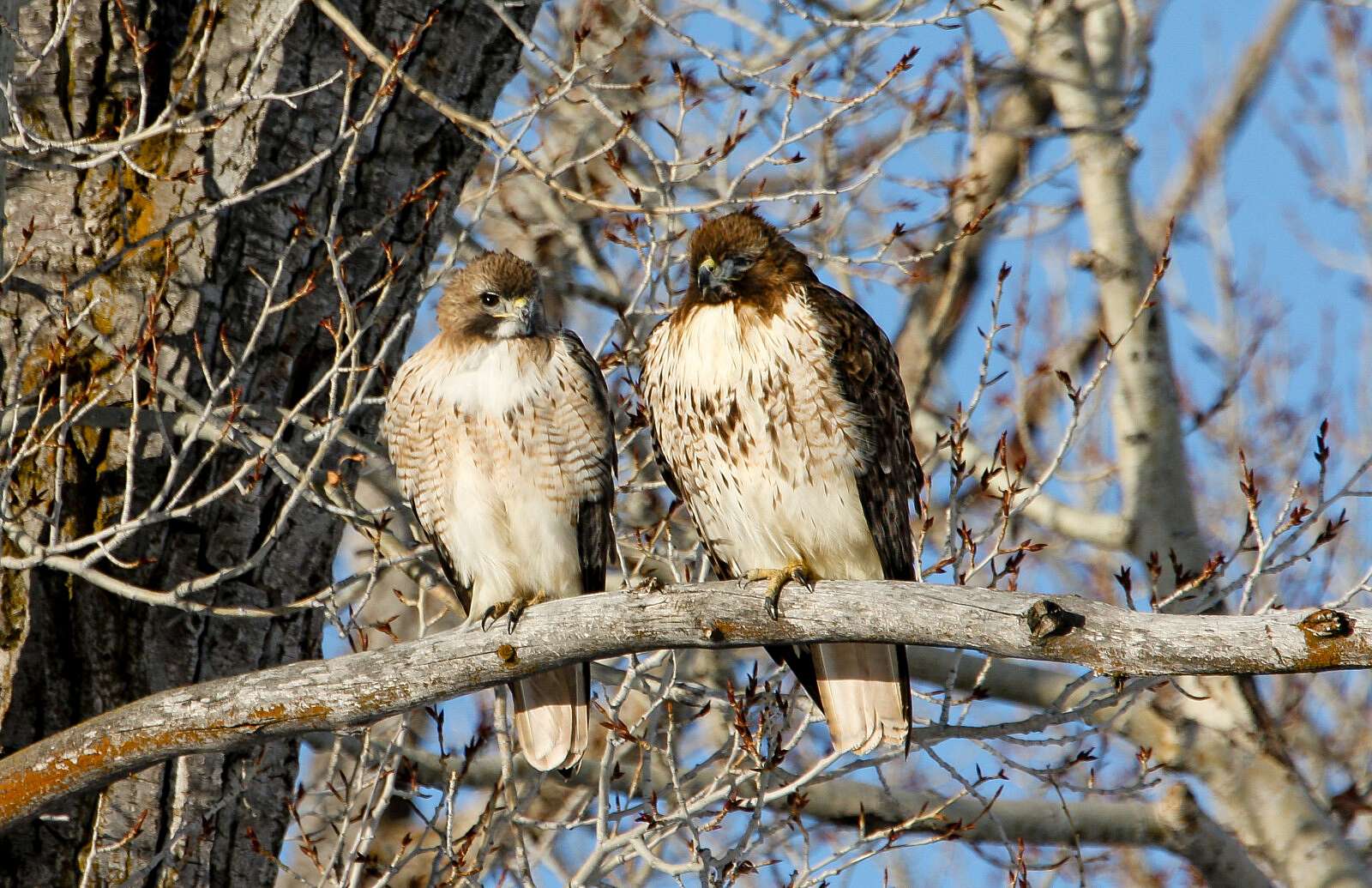 Male versus Female raptors: How do we know? - Buffalo Bill Center of ...