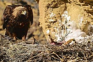 A golden eagle brings prey remains to a nestling. Moosejaw Bravo Photography.