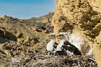A pair of young golden eagles in a nest. Moosejaw Bravo Photography.