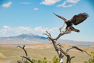 East of Cody, Wyoming, with Heart Mountain as the backdrop, a golden eagle alights on a branch. Moosejaw Bravo Photography.