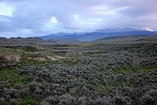 The sagebrush-steppe environment near Cody, Wyoming, home to numerous eagles. C.R. Preston photograph.