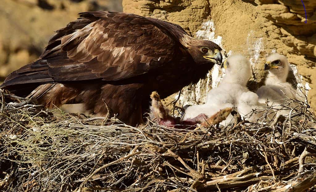 A golden eagle feeds her hungry nestlings. Moosejaw Bravo photo.