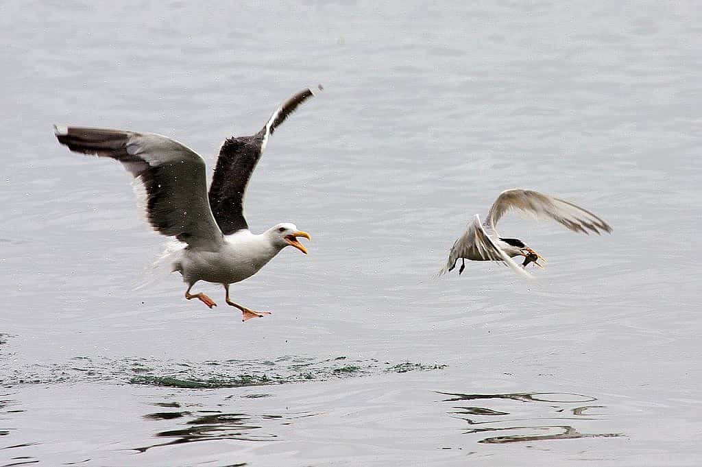 Western Seagull hoping to pirate a small fish from an Elegant Tern