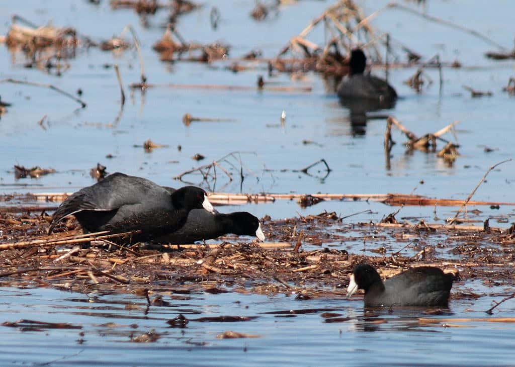 A mated Pair of Coots defending their nest by making a vocal warning to another coot swimming too close to their nest.