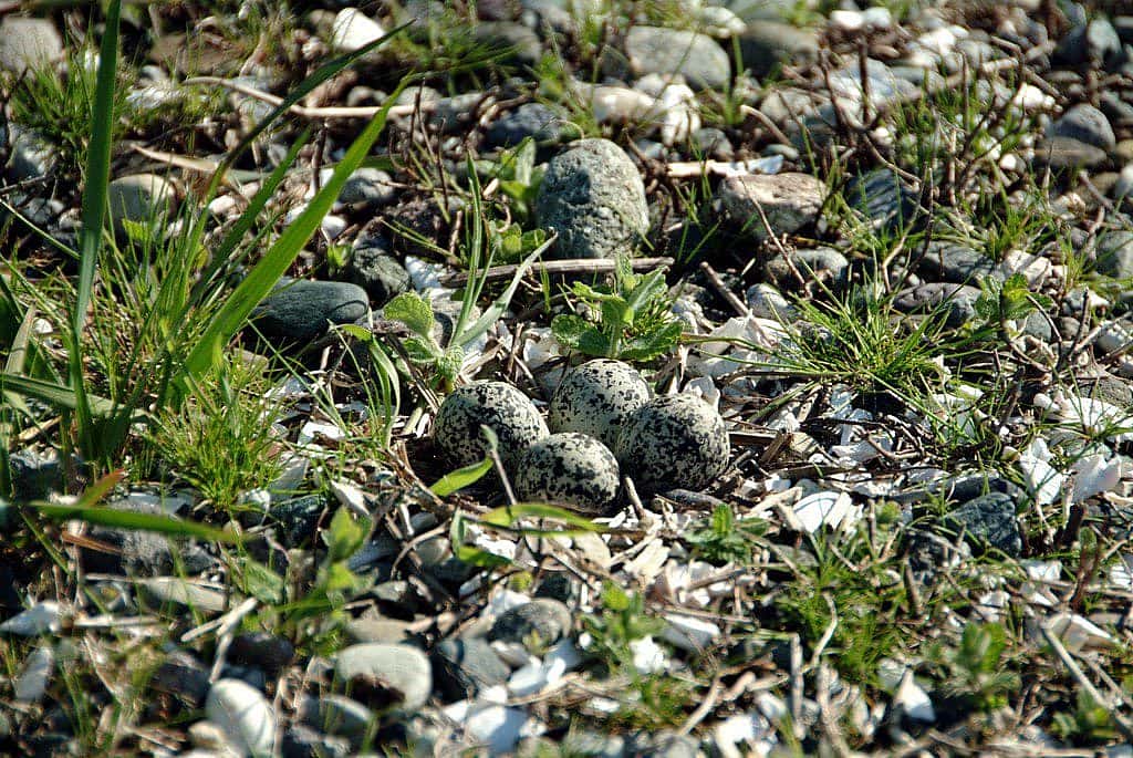 Nest Protection by Camouflaging eggs.