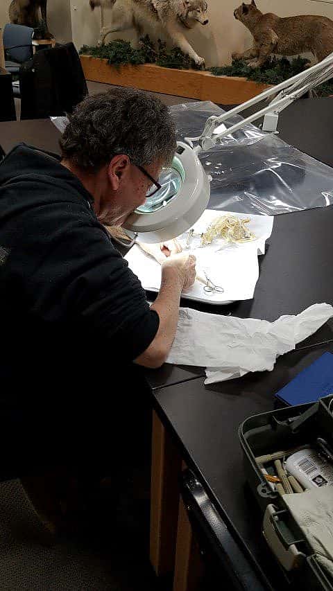 Specimen Preparation: Everything You Need To Know - Buffalo Bill Center ...