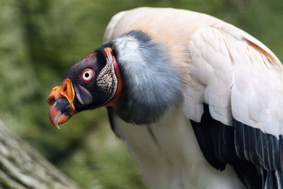 Vultures can be beautiful, as exemplified by the colors on the face of the King Vulture.