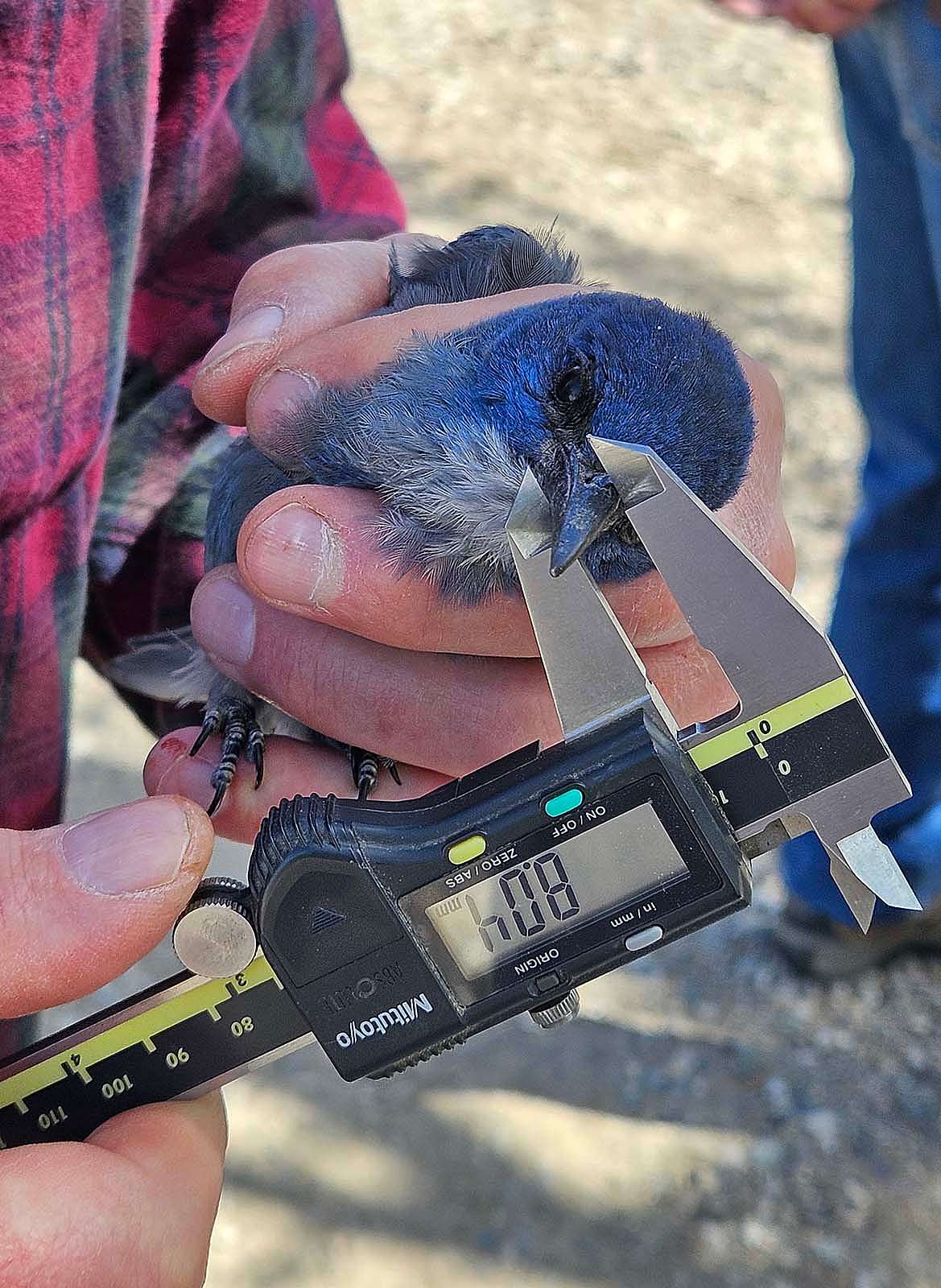 Deep Beak Depth Research - Draper Natural History Museum
