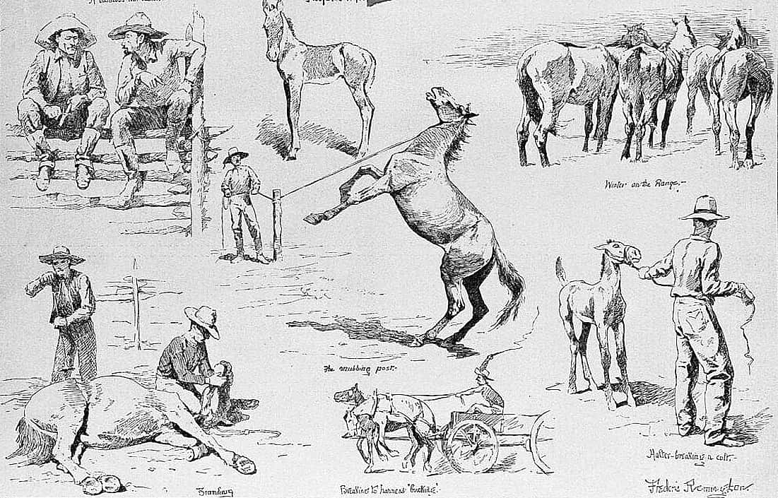 Horse Raising in the Northwest