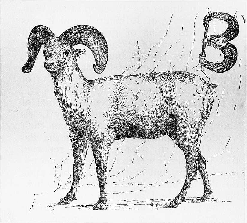 Untitled ("Big Game Hunting in the Wild West," initial-piece for letter B with big horn sheep)