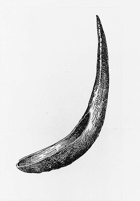Buffalo Horn Spoon